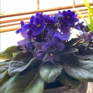 Meet your Posher, Chloe